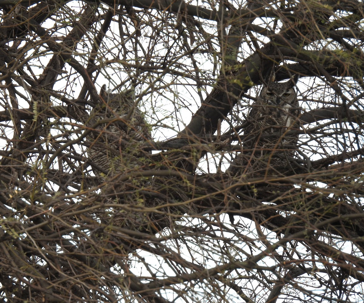 Great Horned Owl - ML508955721