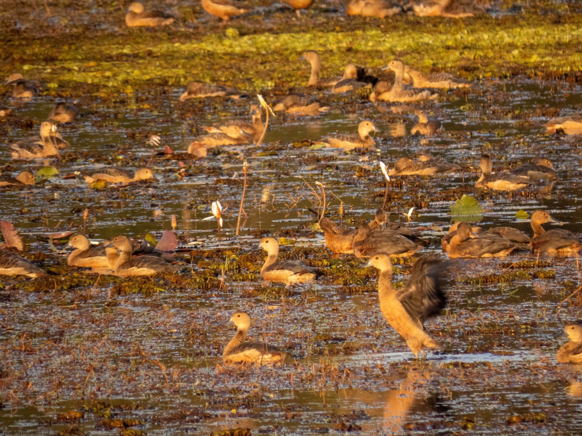 Dendrocygne siffleur - ML508956541