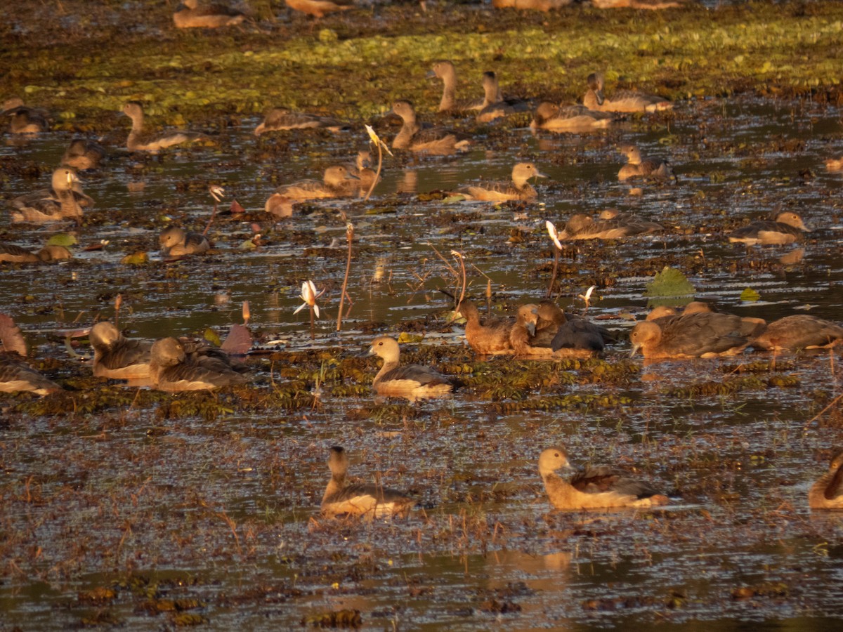 Dendrocygne siffleur - ML508956551