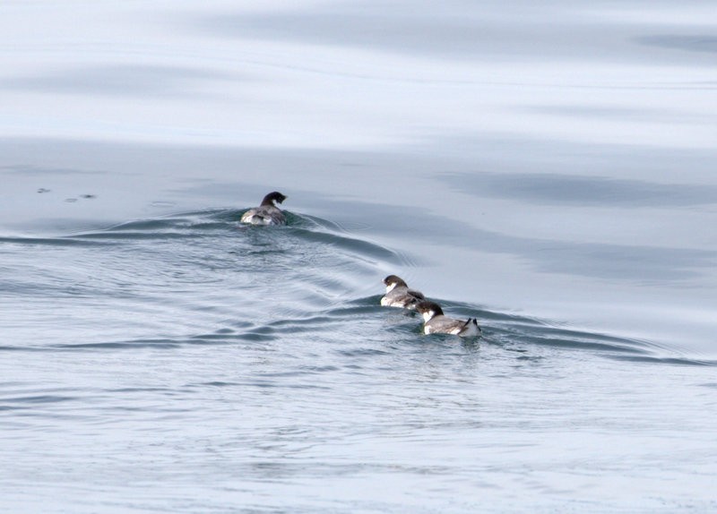 Ancient Murrelet - ML50895701