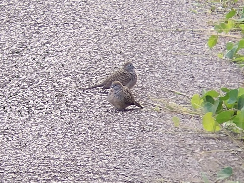 Zebra Dove - ML508957631