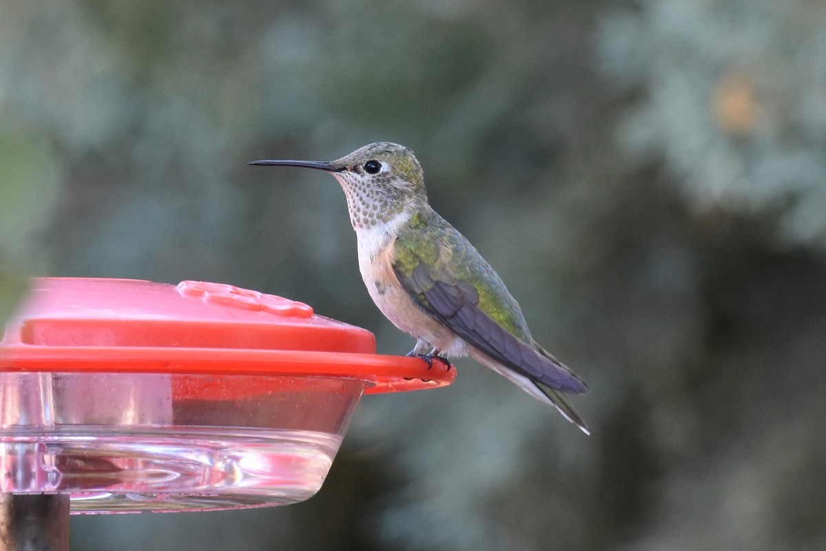 Broad-tailed Hummingbird - ML508961381