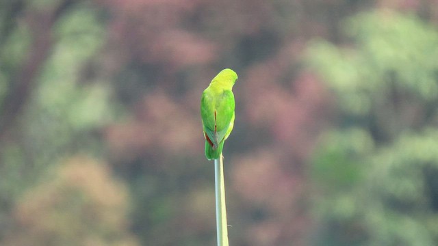 Vernal Hanging-Parrot - ML508962201