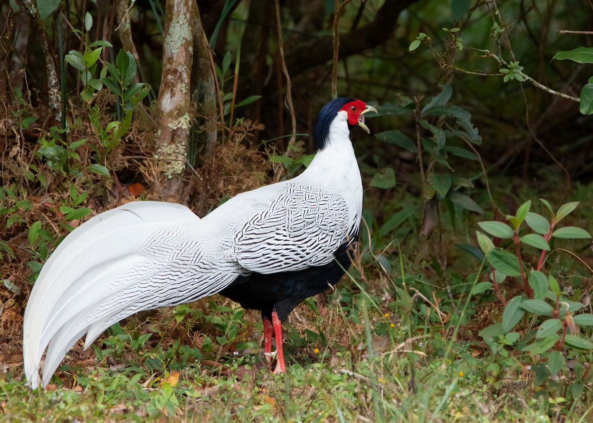 Silver Pheasant - Ayuwat Jearwattanakanok