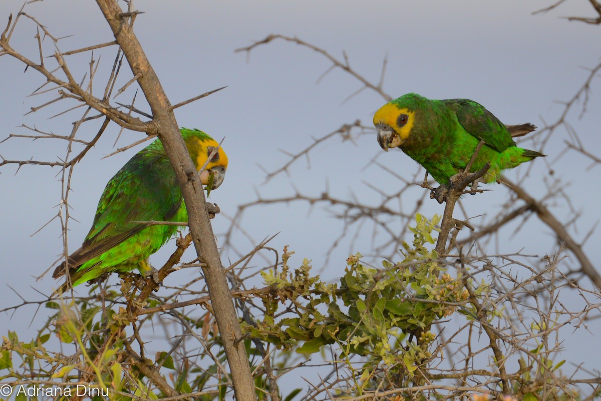 Yellow-fronted Parrot - Adriana Dinu