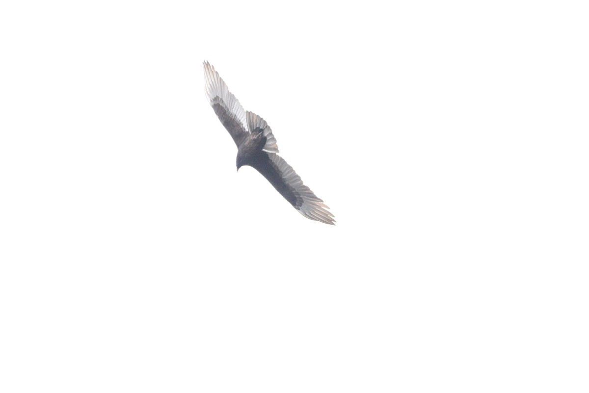 Turkey Vulture - ML508964171