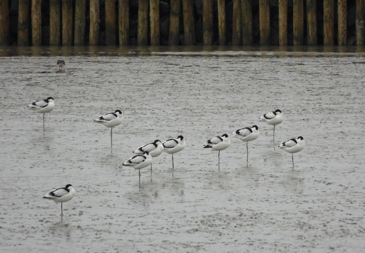 Pied Avocet - ML508965011