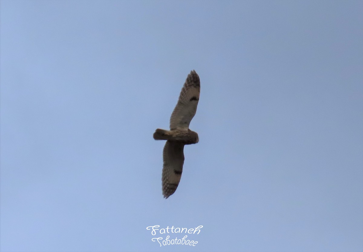 Long-eared Owl - ML508965301