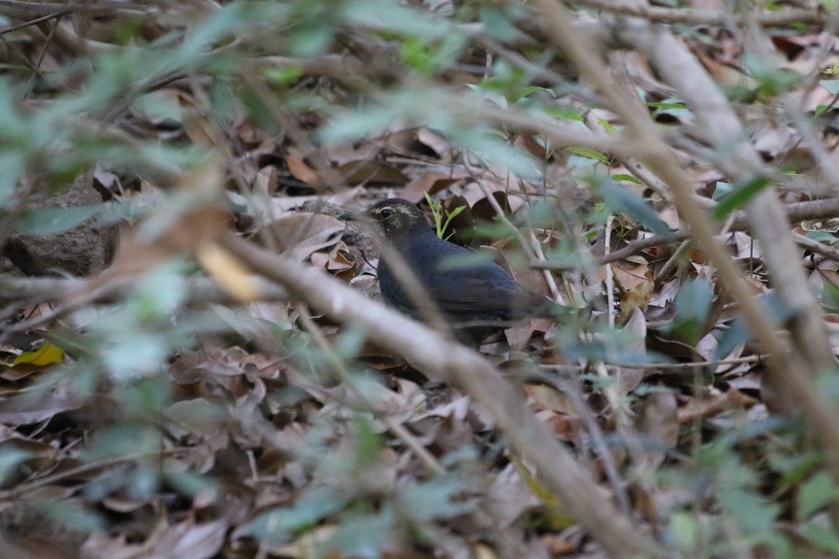 Siberian Thrush - ML508965771