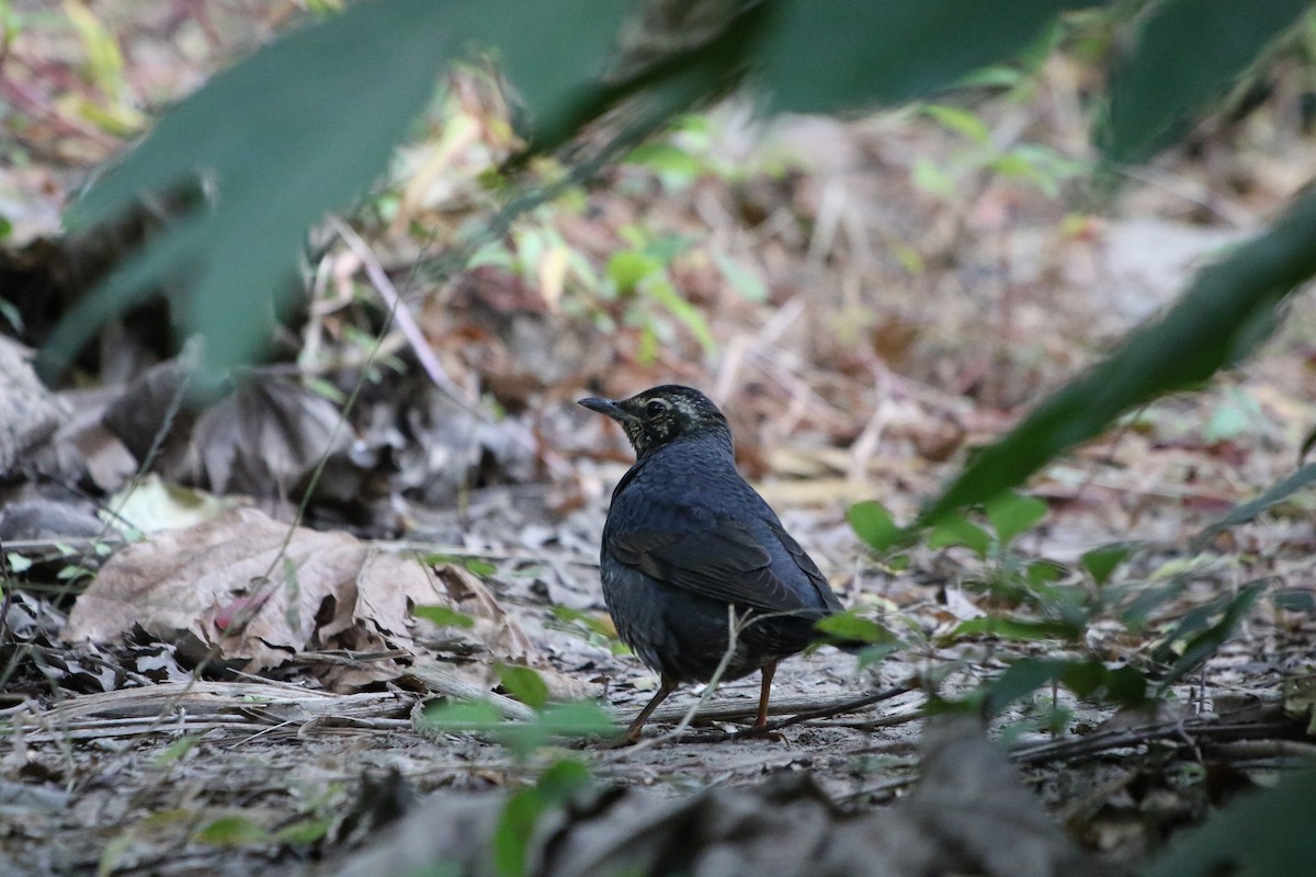 Siberian Thrush - ML508966011