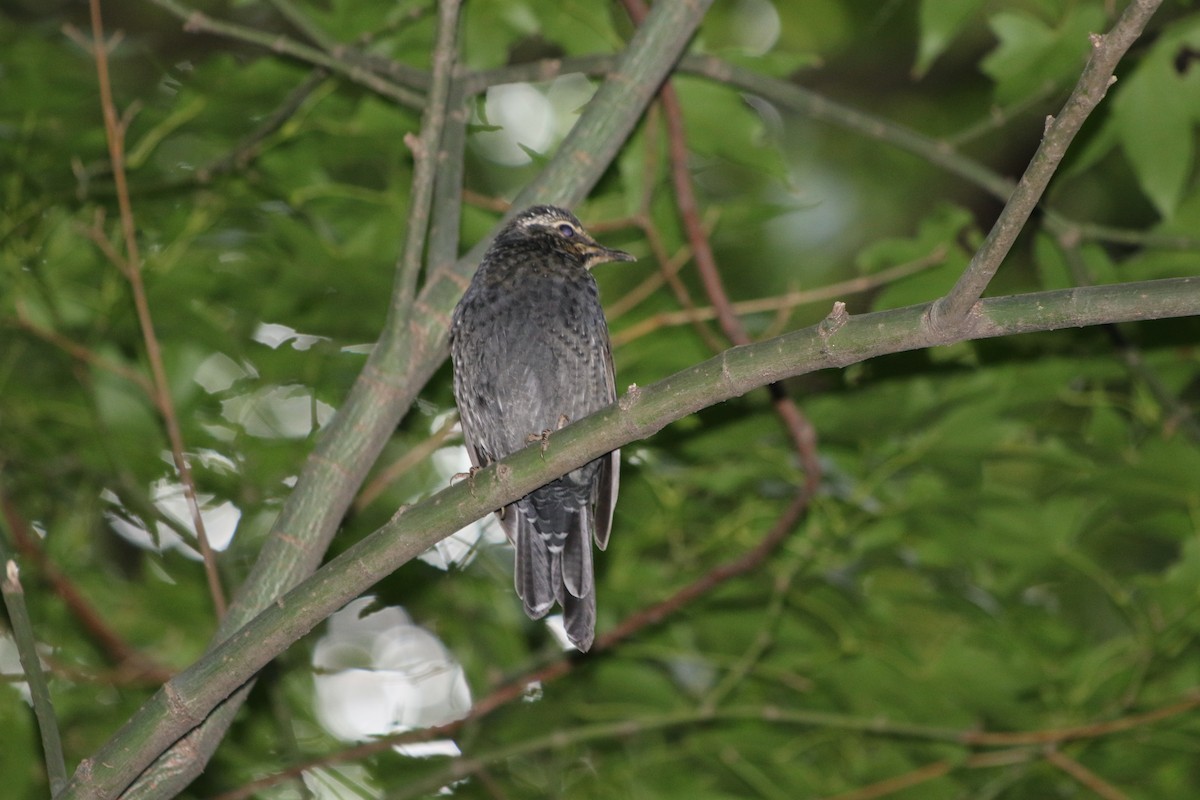 Siberian Thrush - ML508966221