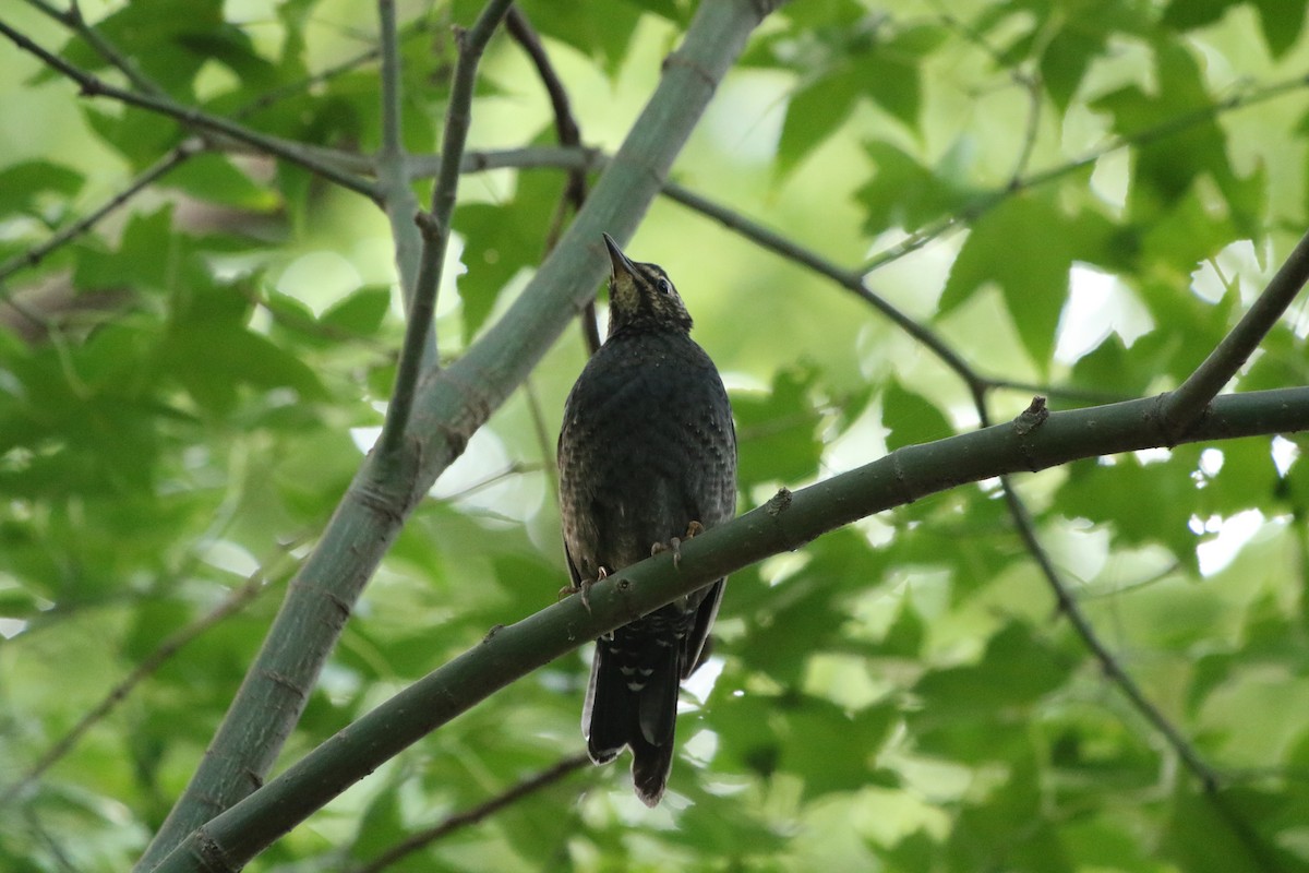 Siberian Thrush - ML508966231