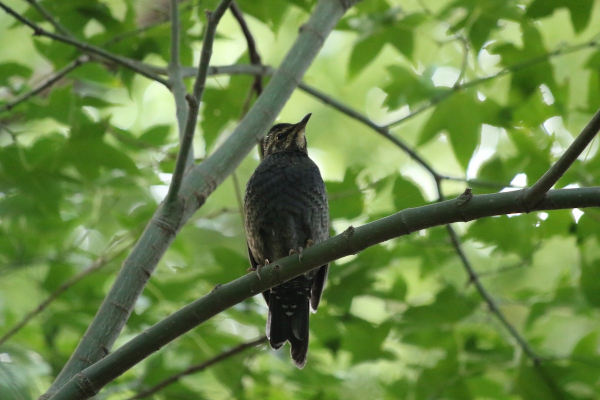 Siberian Thrush - ML508966241