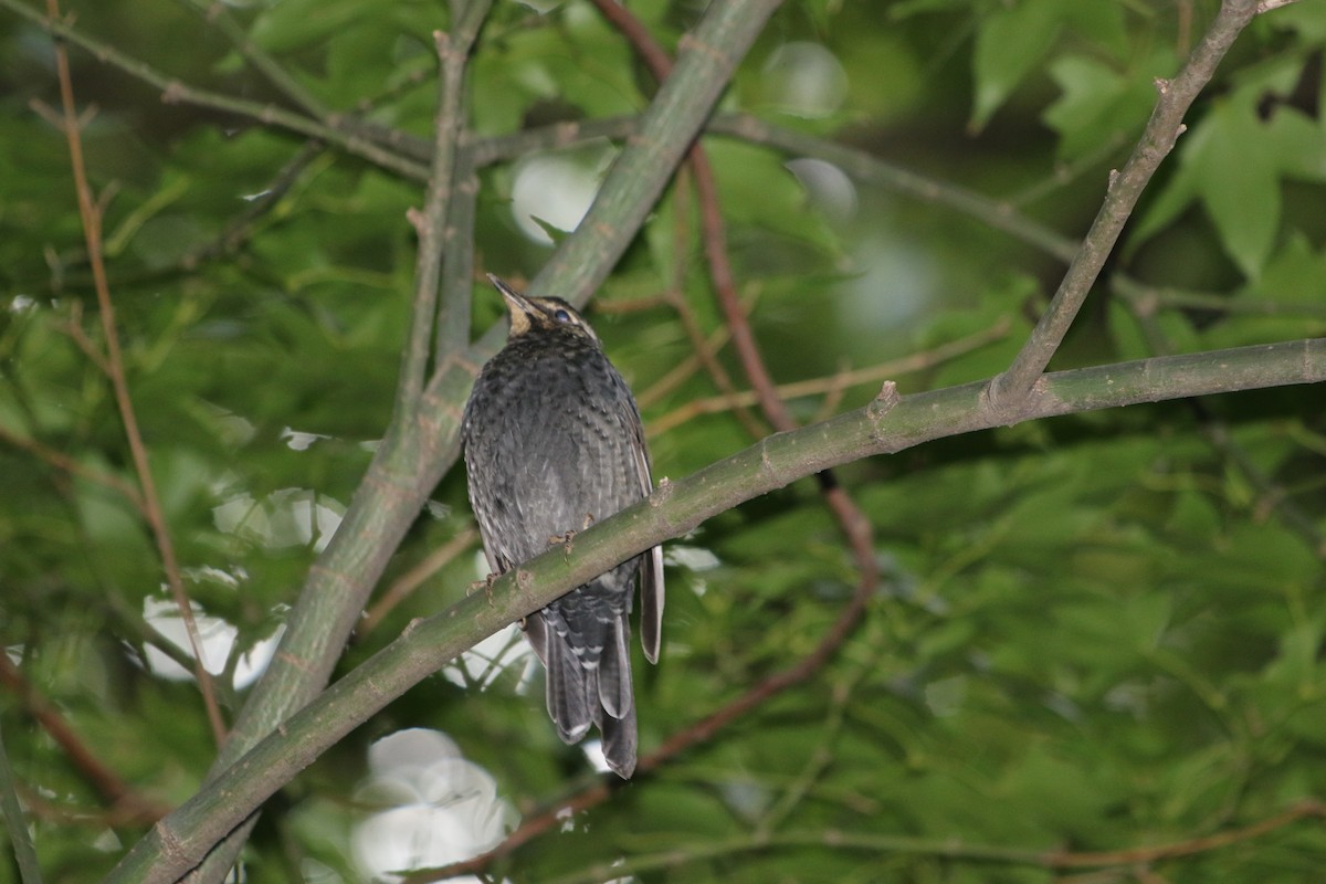 Siberian Thrush - ML508966251