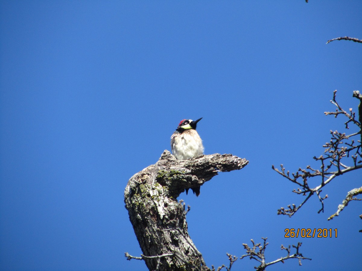 Acorn Woodpecker - ML508966941
