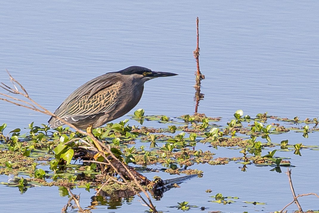 Striated Heron - ML508967231