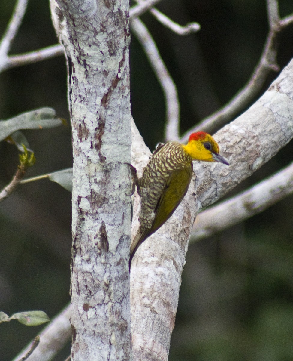 Yellow-throated Woodpecker - Danilo Almeida-Santos