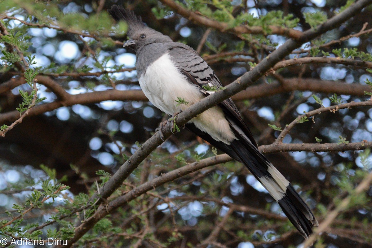 White-bellied Go-away-bird - ML508967821