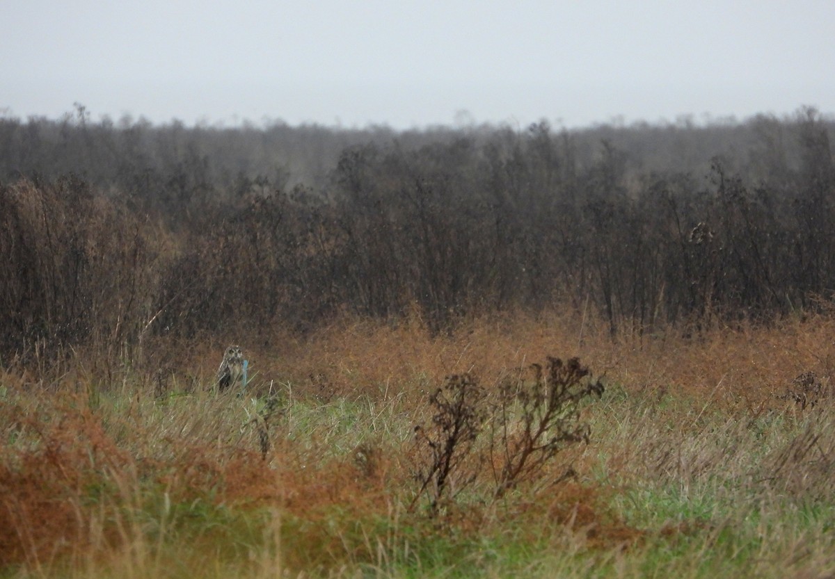 Short-eared Owl - ML508967831