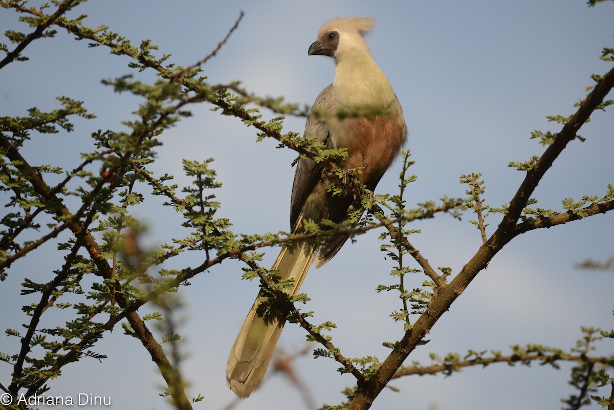 Bare-faced Go-away-bird - ML508968071