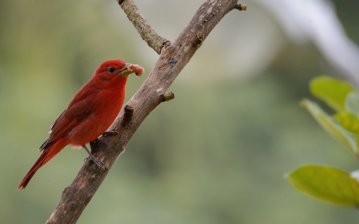 Summer Tanager - Luis Trinchan