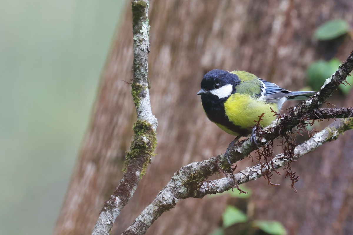 Green-backed Tit - ML508968911