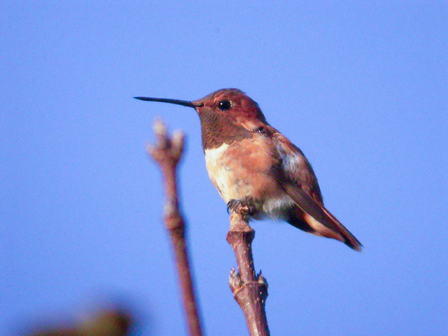 Rufous Hummingbird - ML508969231