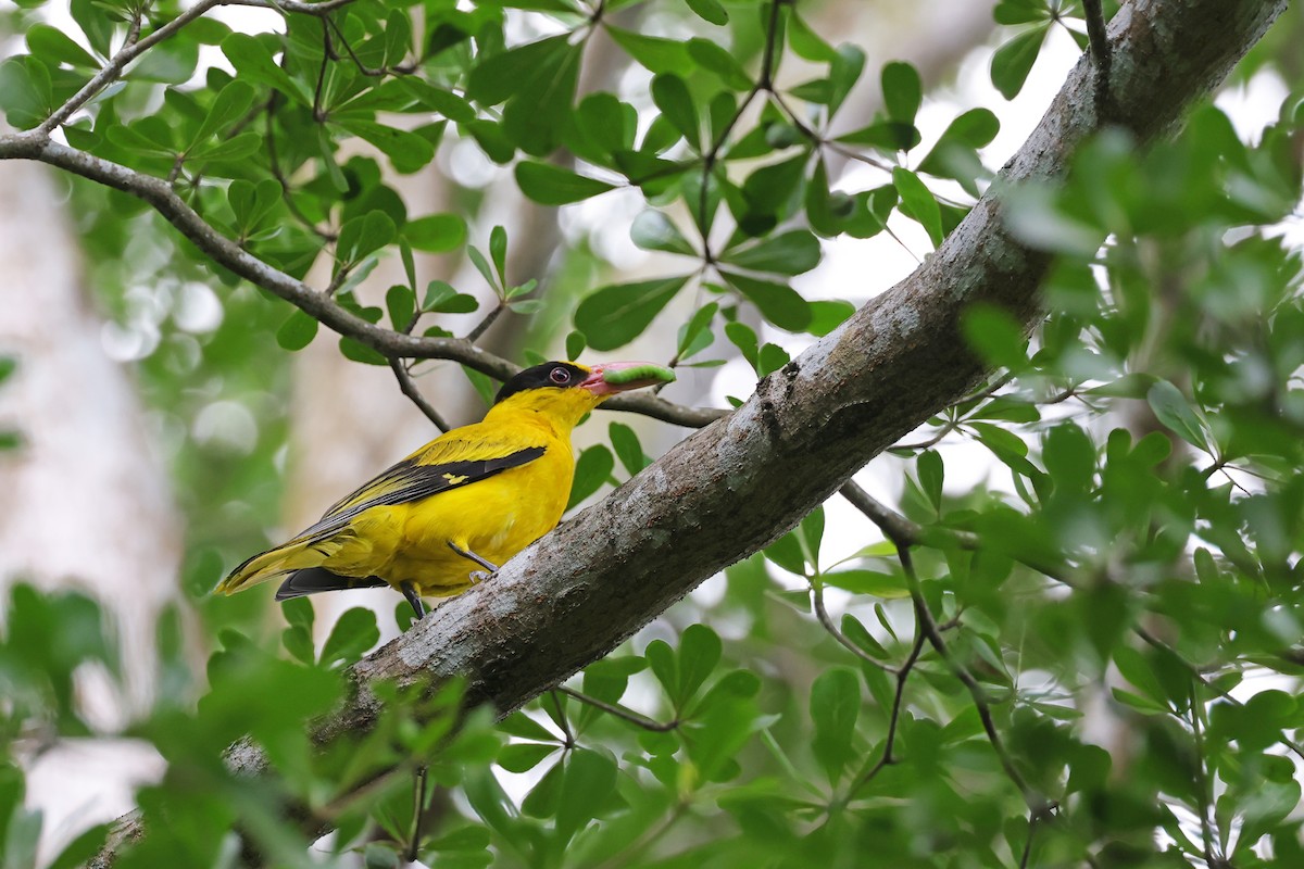 Black-naped Oriole - Fang-Shuo Hu