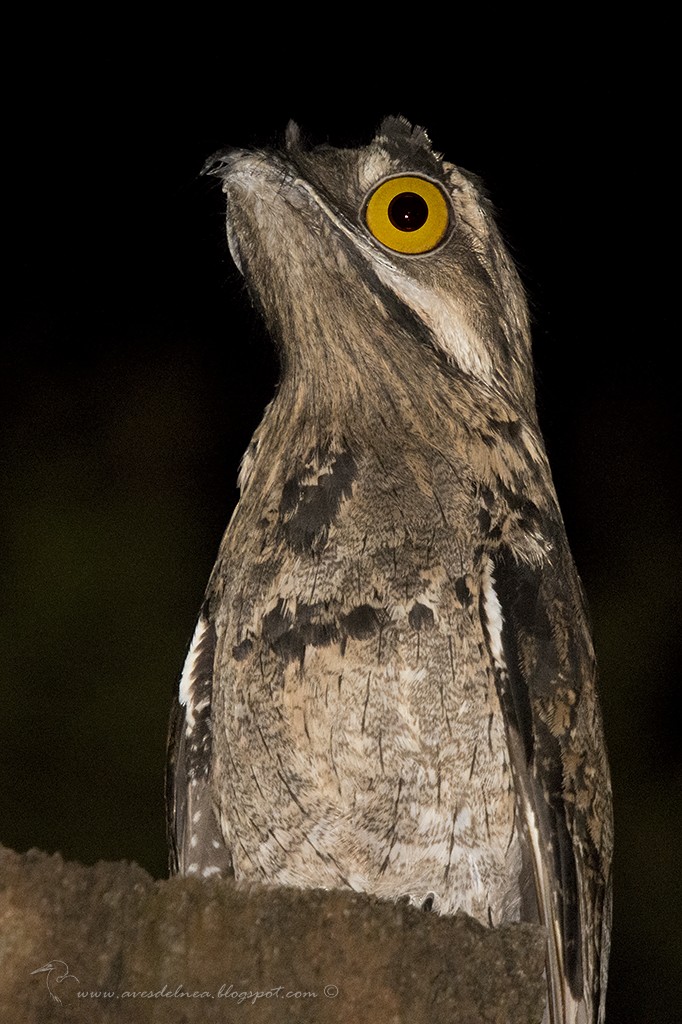 Common Potoo - ML50897011