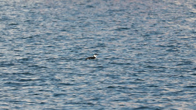 Razorbill - ML508970571