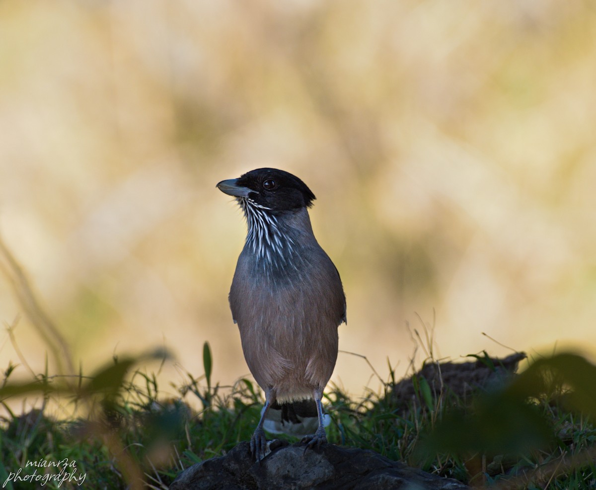 Black-headed Jay - ML508971001