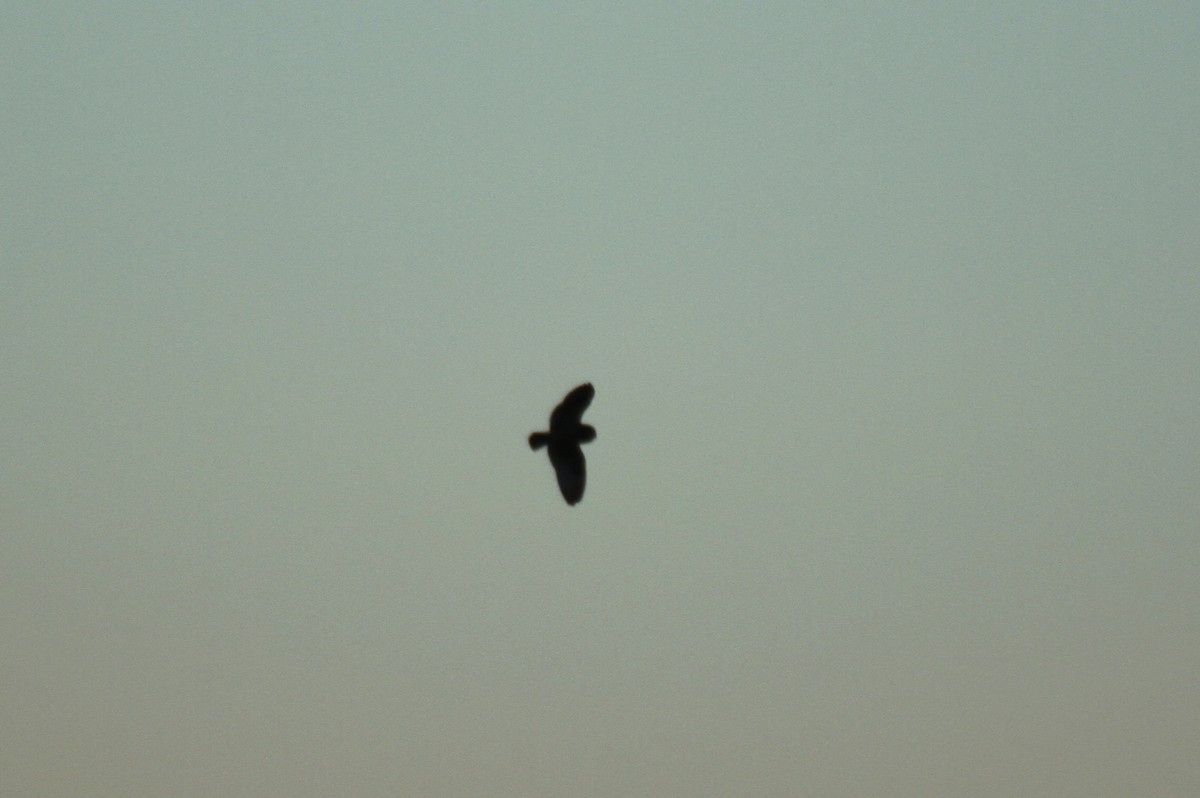 Short-eared Owl (Northern) - ML508972121