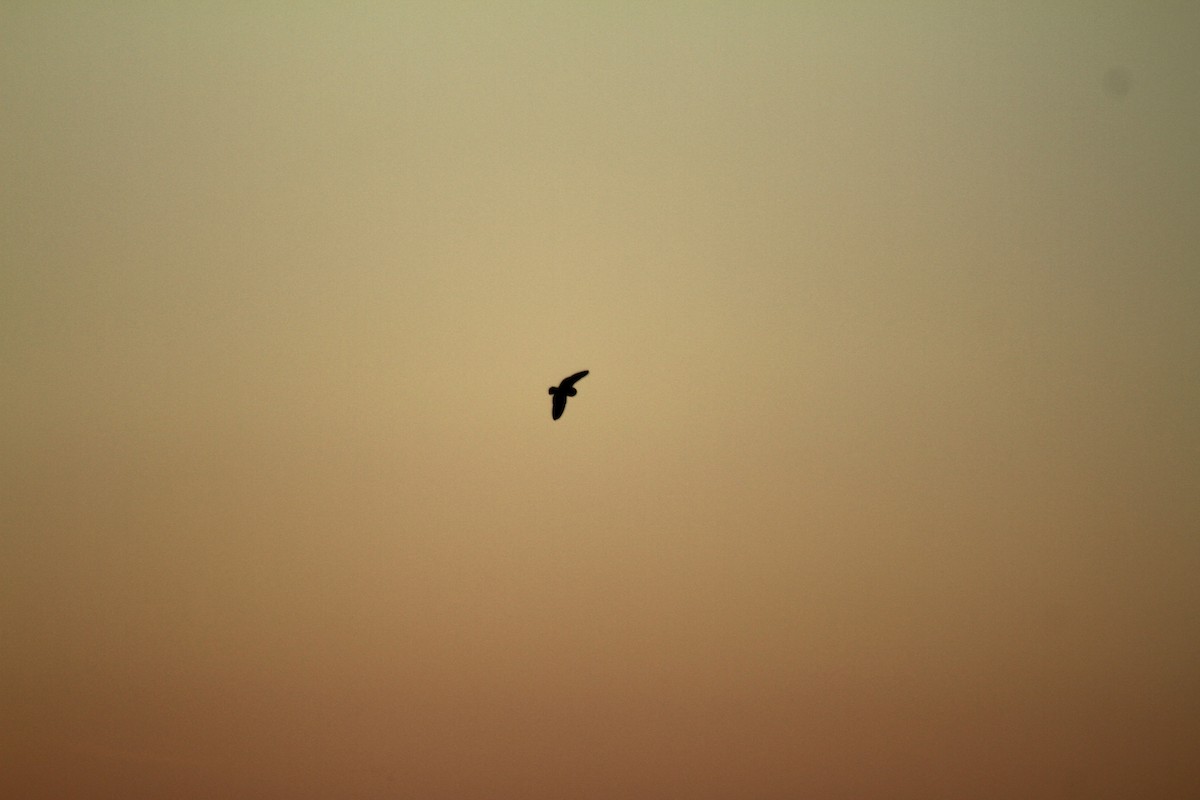 Short-eared Owl (Northern) - ML508972161