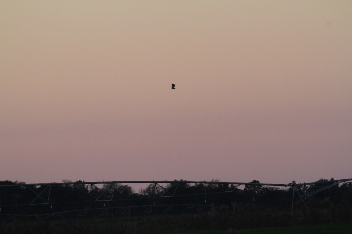 Short-eared Owl (Northern) - ML508972271
