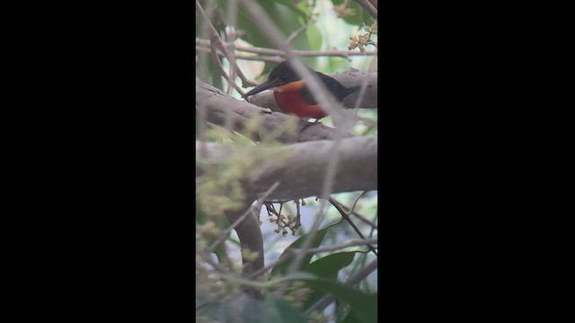 American Pygmy Kingfisher - ML508973271
