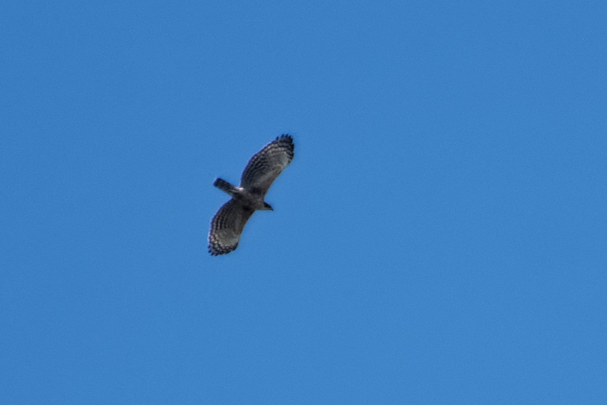 Mountain Hawk-Eagle - ML508973881