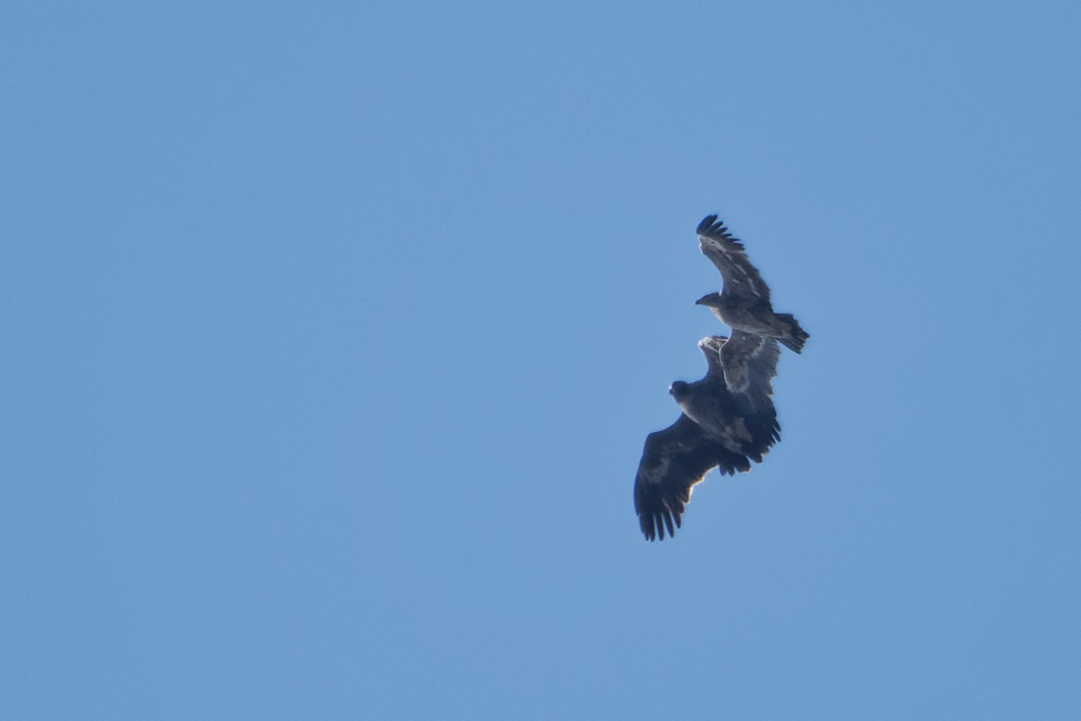 Steppe Eagle - ML508974001