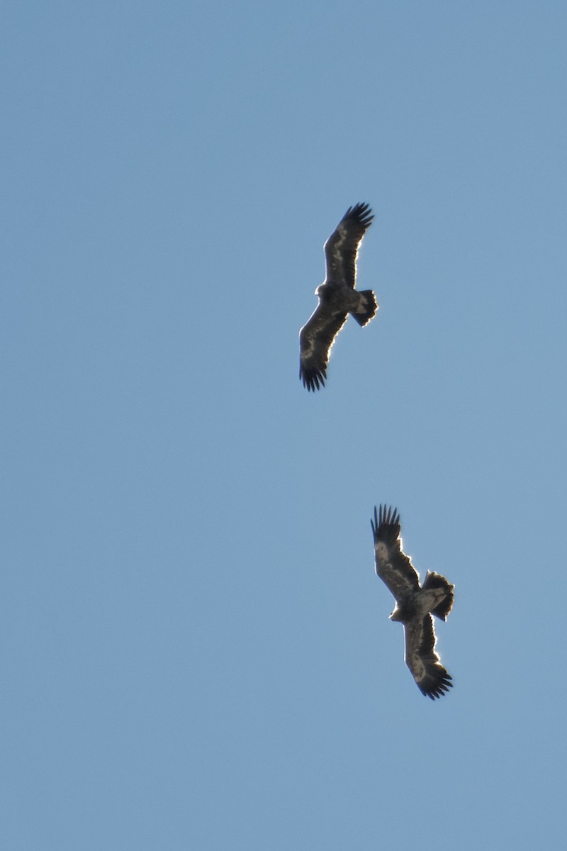Steppe Eagle - ML508974011