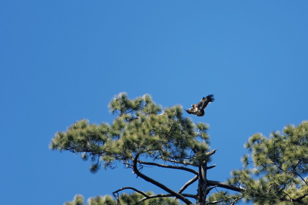 Steppe Eagle - ML508974051