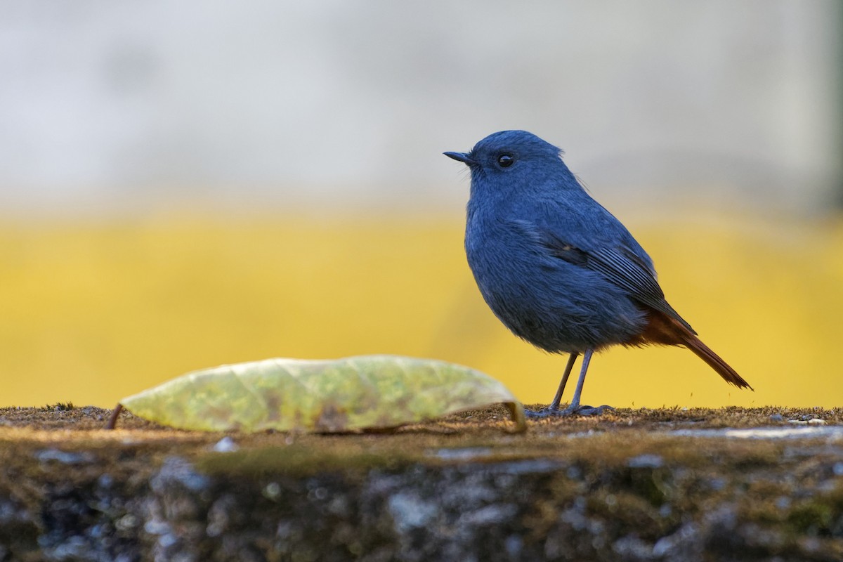 Plumbeous Redstart - ML508974101