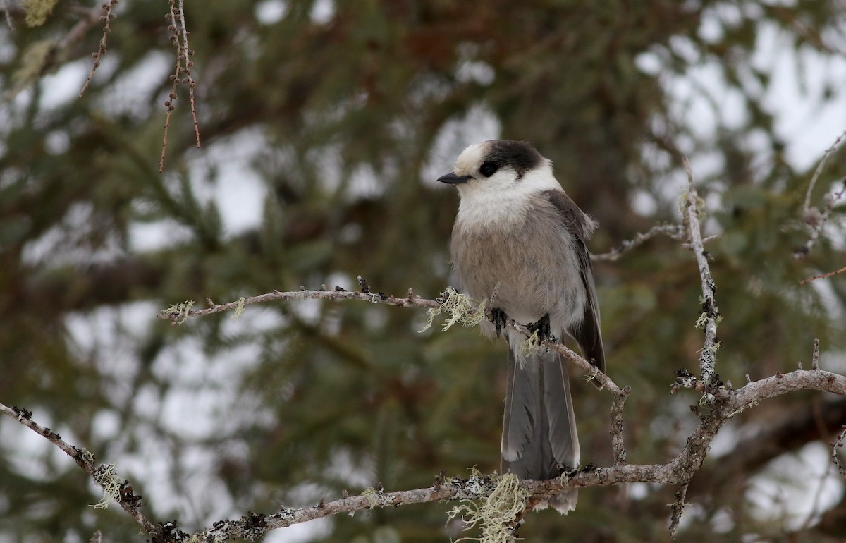 Canada Jay (Boreal) - ML50897501