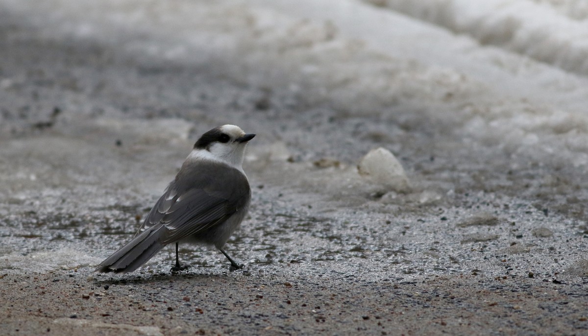 Canada Jay (Boreal) - ML50897581