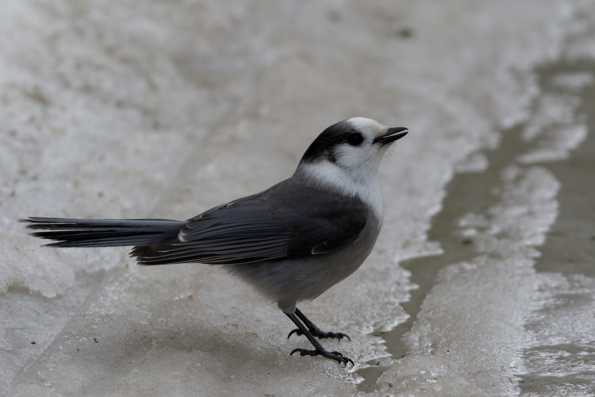 Canada Jay (Boreal) - ML50897721