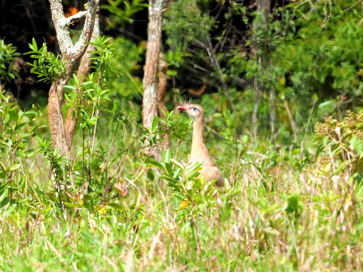 Red-legged Seriema - ML508977441