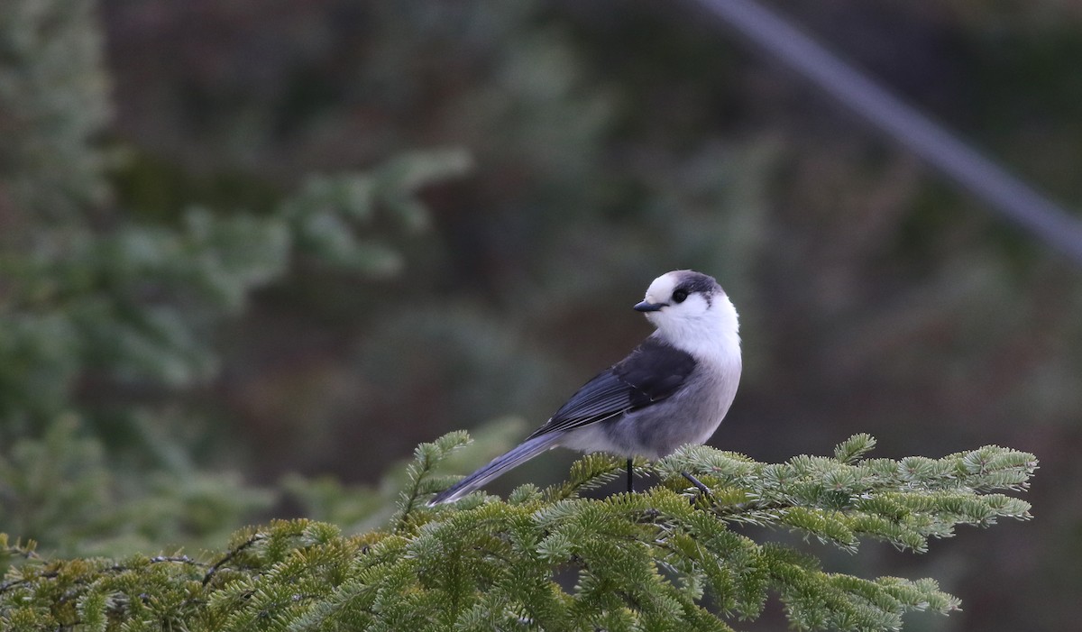 Canada Jay (Boreal) - ML50897781