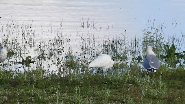 Little Egret - ML508977891