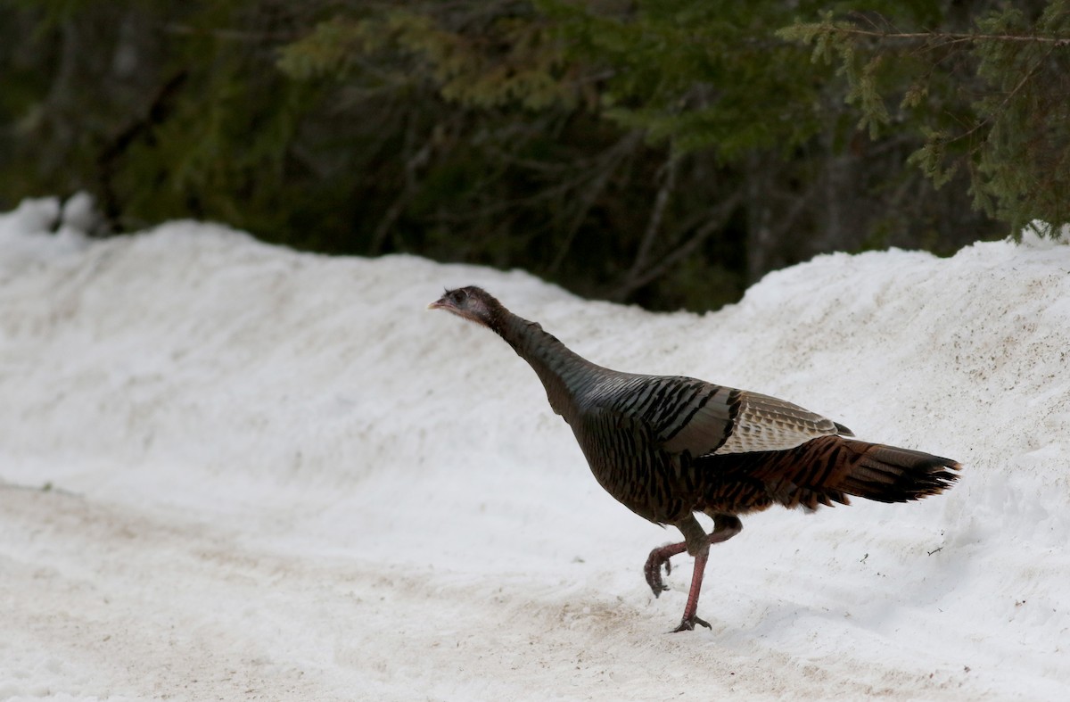 Wild Turkey - ML50897811