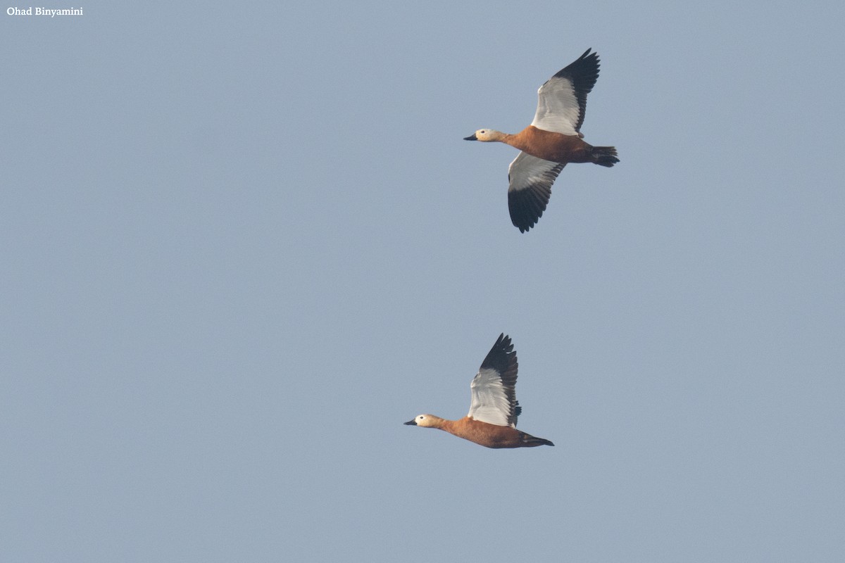 Ruddy Shelduck - ML508978191