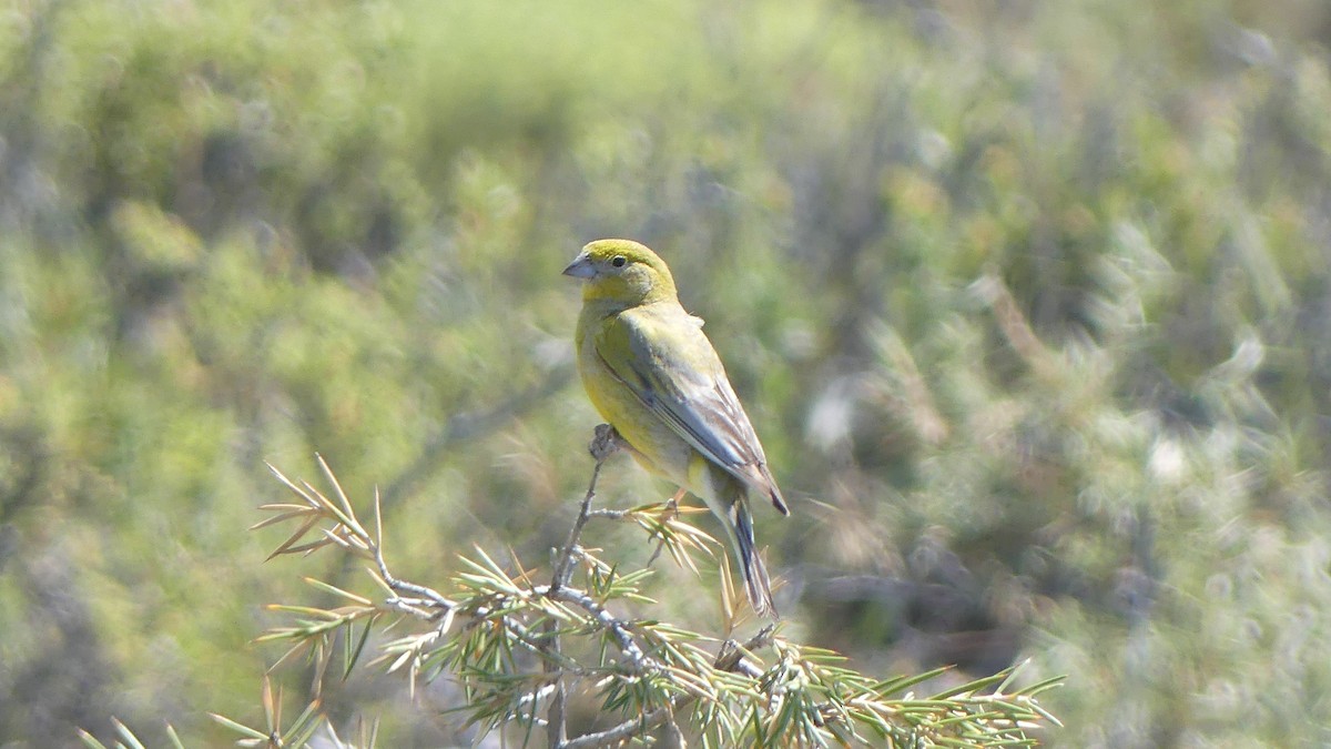 Patagonian Yellow-Finch - Ann Kovich