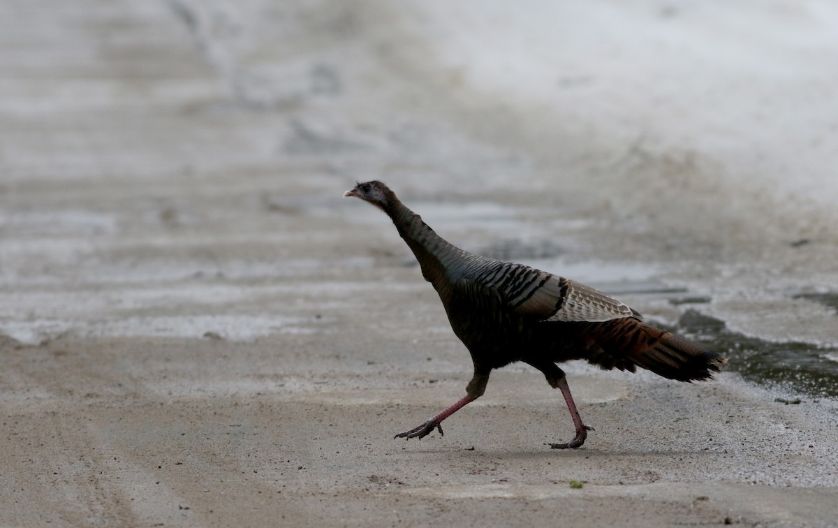 Wild Turkey - ML50897871